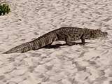 Alligator verrast strandgangers in Brazilië