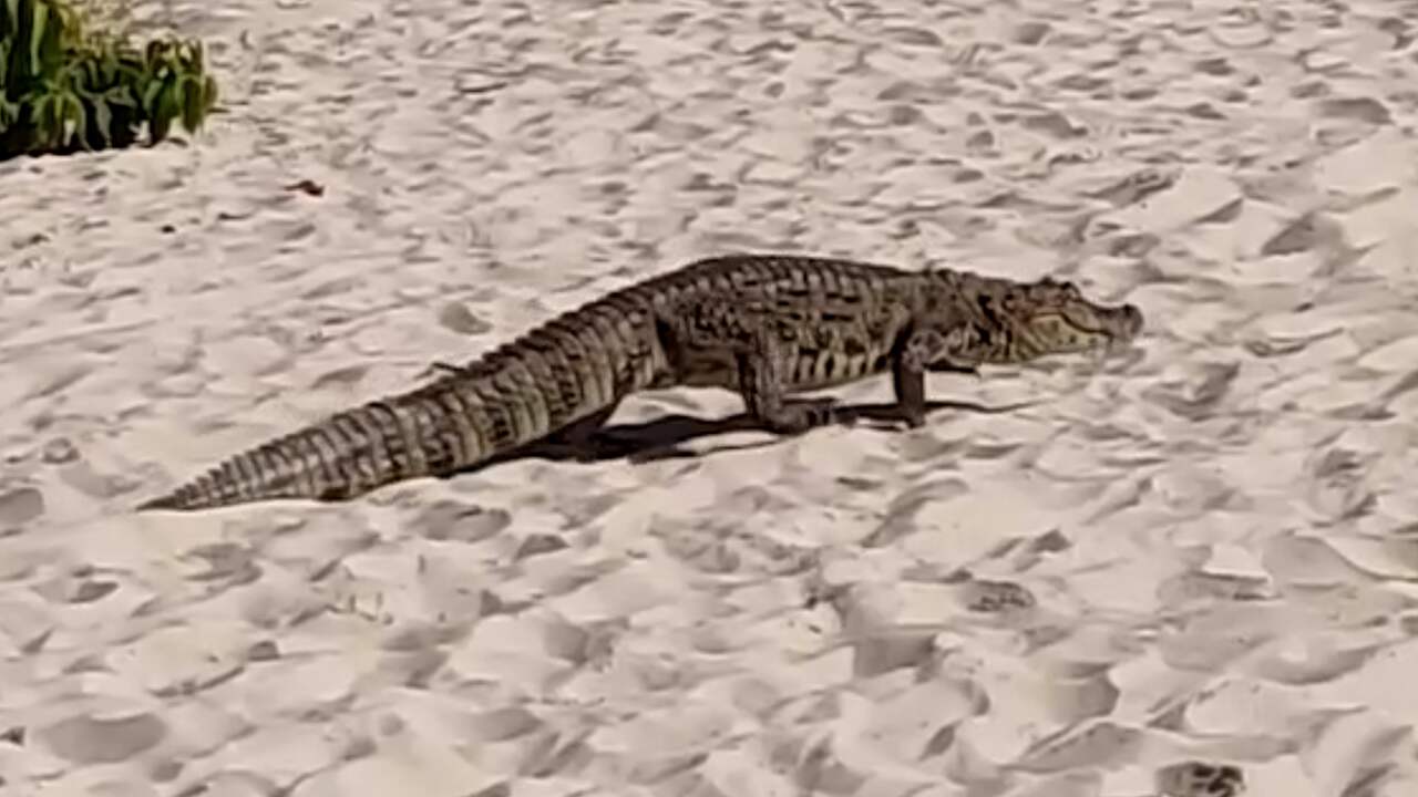 Beeld uit video: Alligator verrast strandgangers in Brazilië