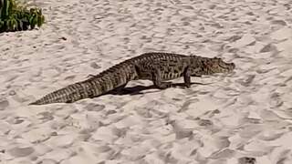 Alligator verrast strandgangers in Brazilië