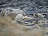 Groei van aantal grijze zeehonden in Waddenzee zet stevig door