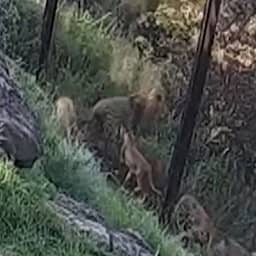 Video | Australische dierentuin deelt beelden van uitbraak leeuwen