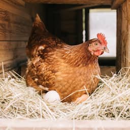 Eieren van hobbykip mogelijk niet veilig, verstandig om af te wisselen met gekocht ei