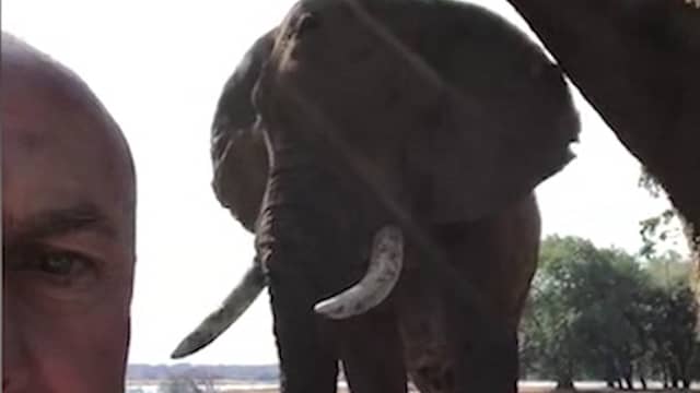Olifant wandelt kamp safarigids binnen in Zimbabwe