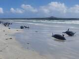 Honderd dolfijnen overleden na massastranding in Nieuw-Zeeland