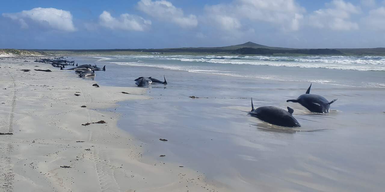 Honderd dolfijnen overleden na massastranding in Nieuw-Zeeland