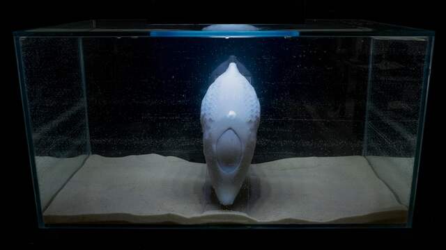 Augmented Nature