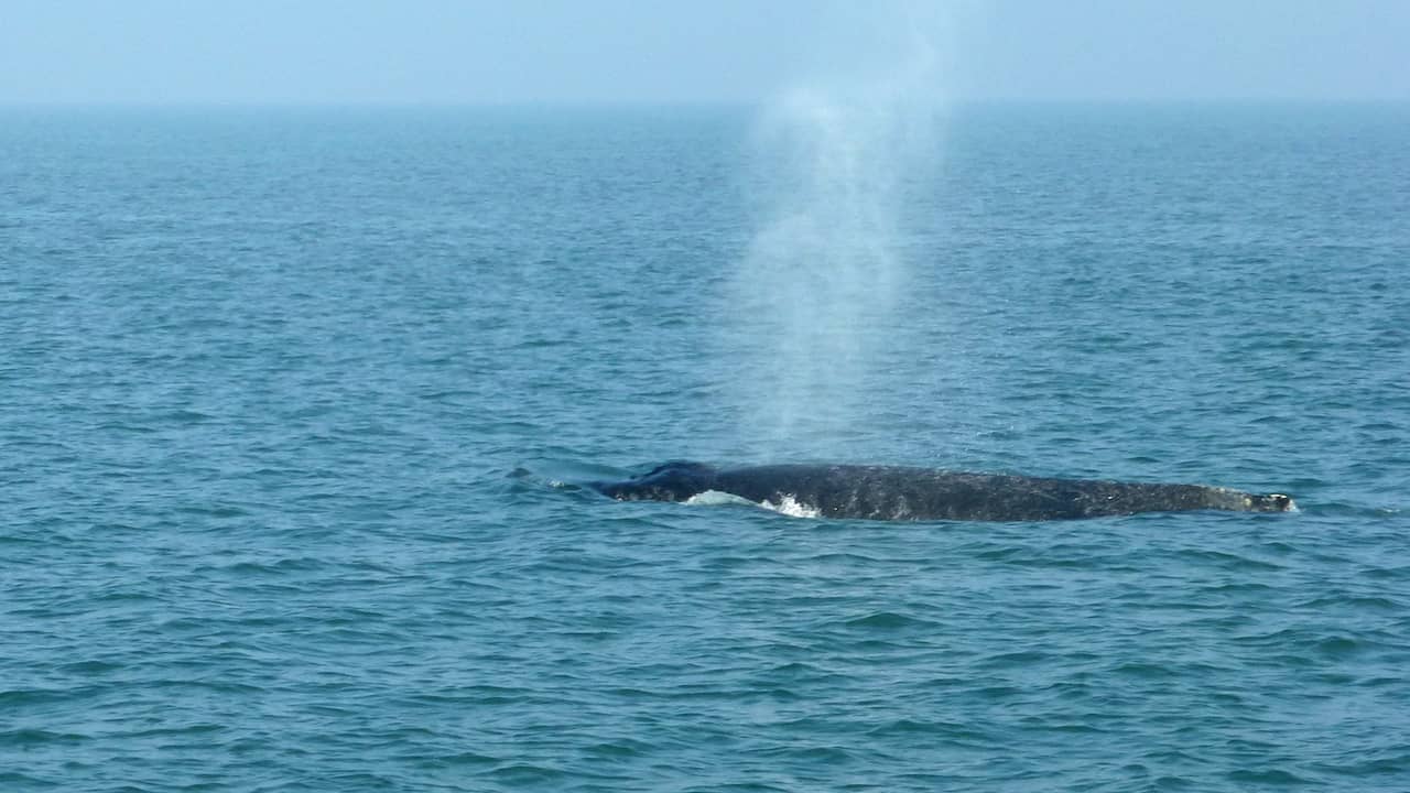 Humpback Whale Sighted Near Castricum Coast: SOS Dolfijn Urges Reporting