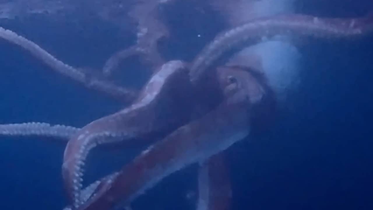 Beeld uit video: Japanse duiker maakt zeldzame beelden van reuzeninktvis