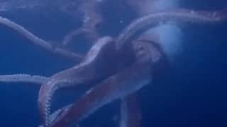 Japanse duiker maakt zeldzame beelden van reuzeninktvis
