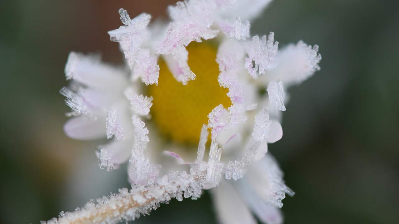 Snow in parts of the Netherlands, but you shouldn’t call it a white Easter |  NOW