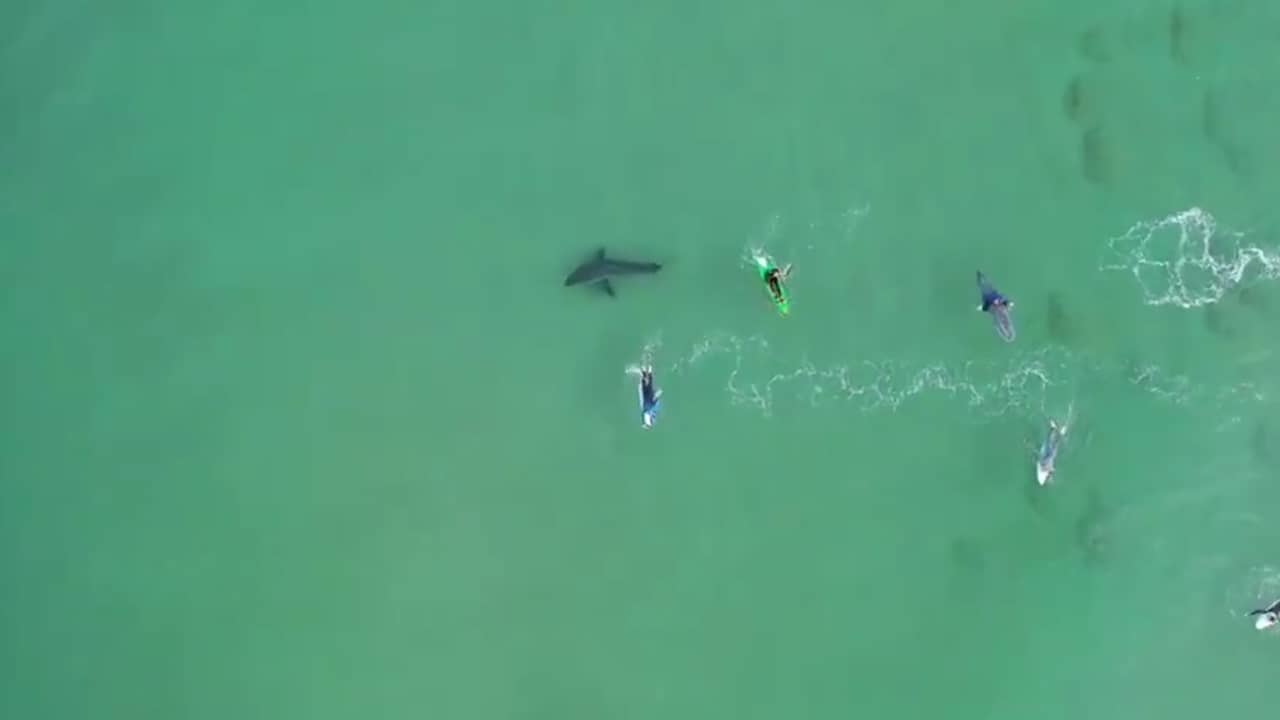 Beeld uit video: Witte haai zwemt tussen surfers in Zuid-Afrika