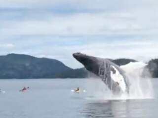 Noorwegen verhoogt quotum walvisjacht