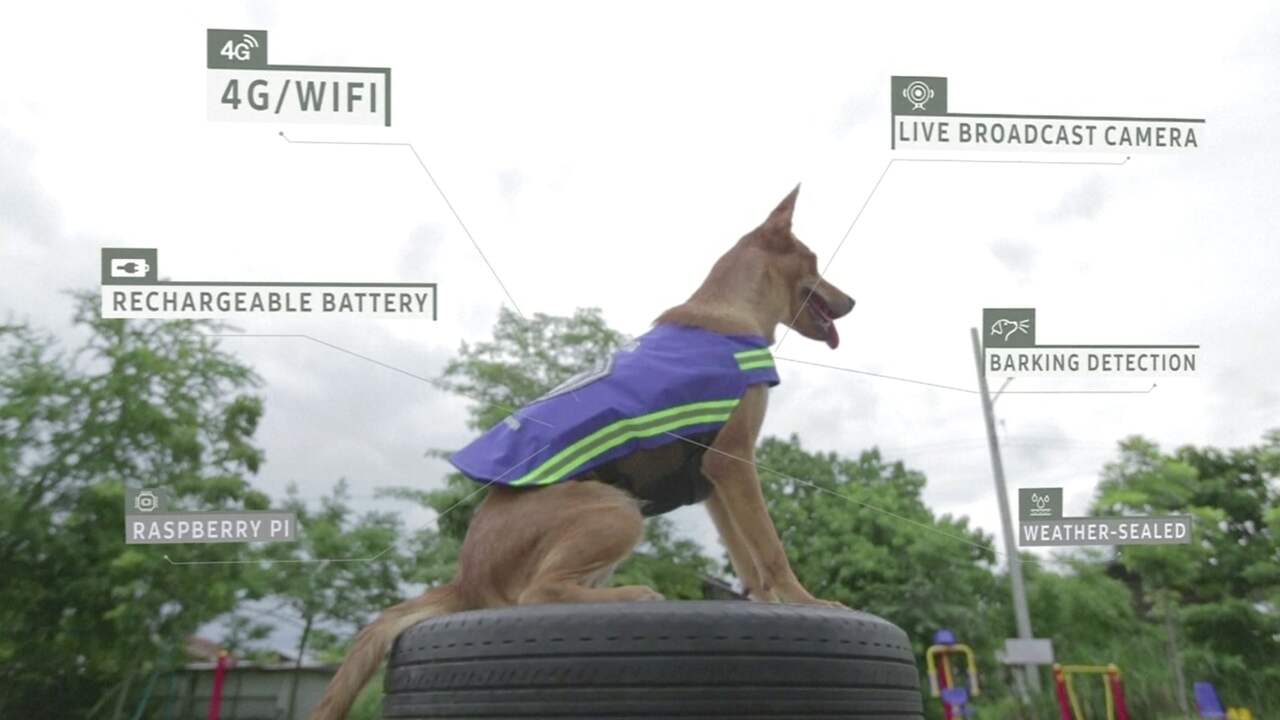 Beeld uit video: Thaise straathonden beschermen buurt met smart-vest 