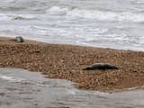 Zeker 272 dode zeehonden aangetroffen op voornamelijk Russische stranden