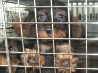NVWA neemt 150 honden in beslag bij hondenhandelaar Woerden