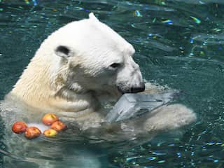 Laatste ijsbeer in Zuid-Korea op 24-jarige leeftijd overleden in pretpark