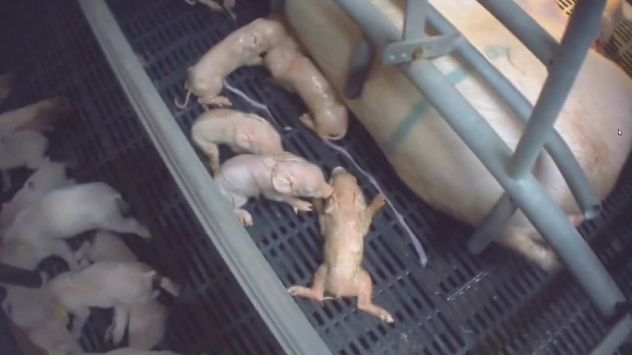 Beeld uit video: Animal Rights deelt beelden van misstanden in varkensfokkerijen