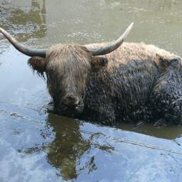 Opnieuw verwaarloosde dieren weggehaald bij veehouder in gemeente Alkmaar