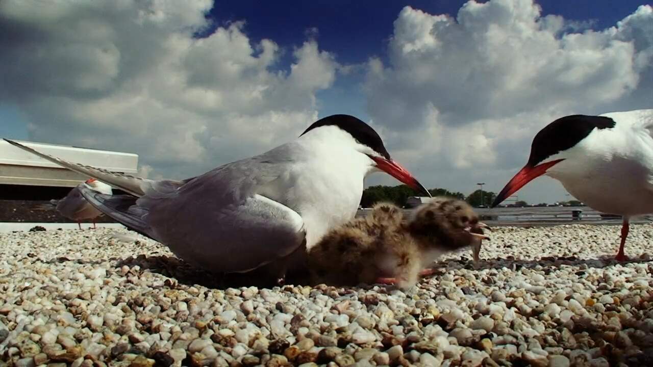 Beeld uit video: Trailer: Amsterdam Wildlife