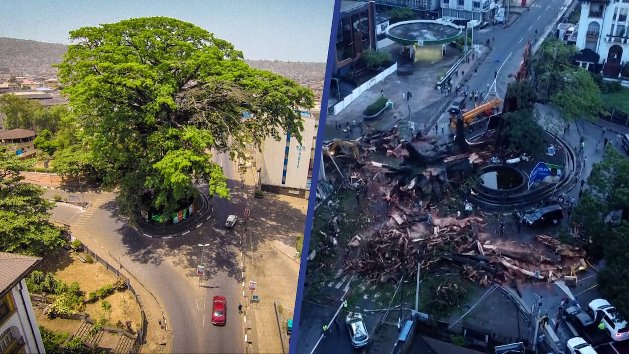 Beeld uit video: Ingestorte iconische boom verandert skyline in Sierra Leone