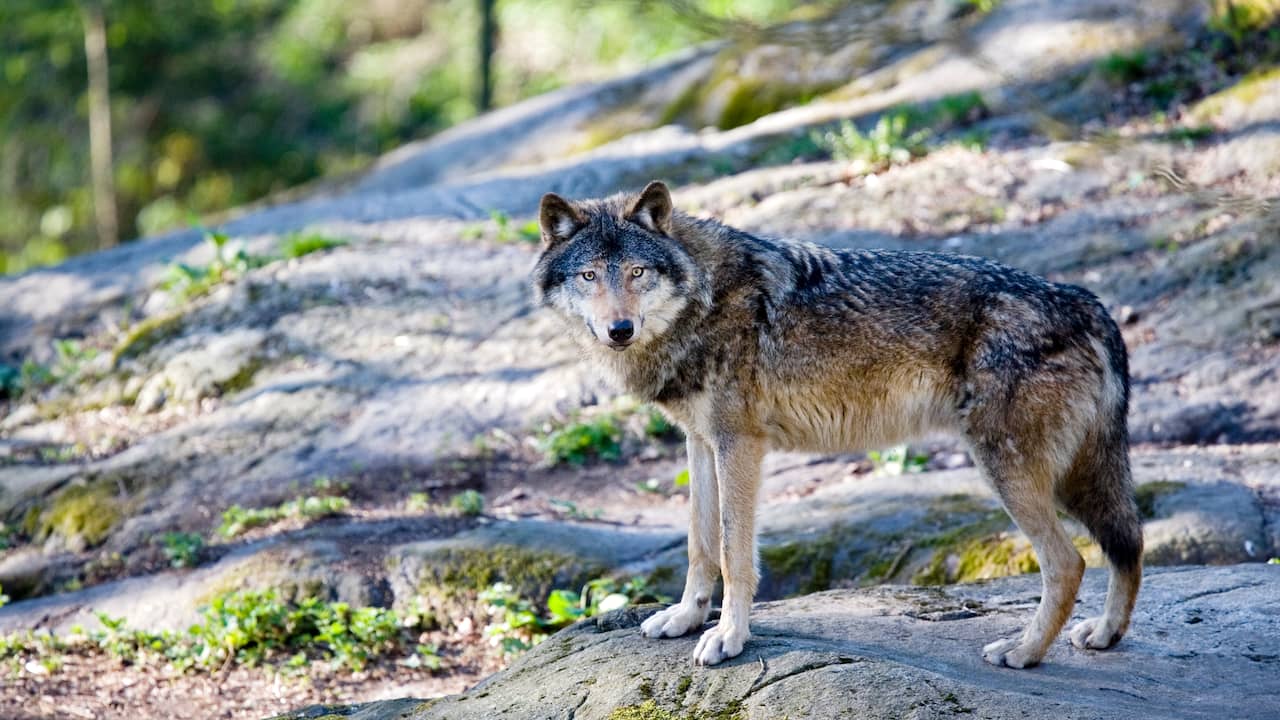 Les chasseurs suédois tuent 54 loups malgré les avis négatifs des scientifiques |  À l’étranger