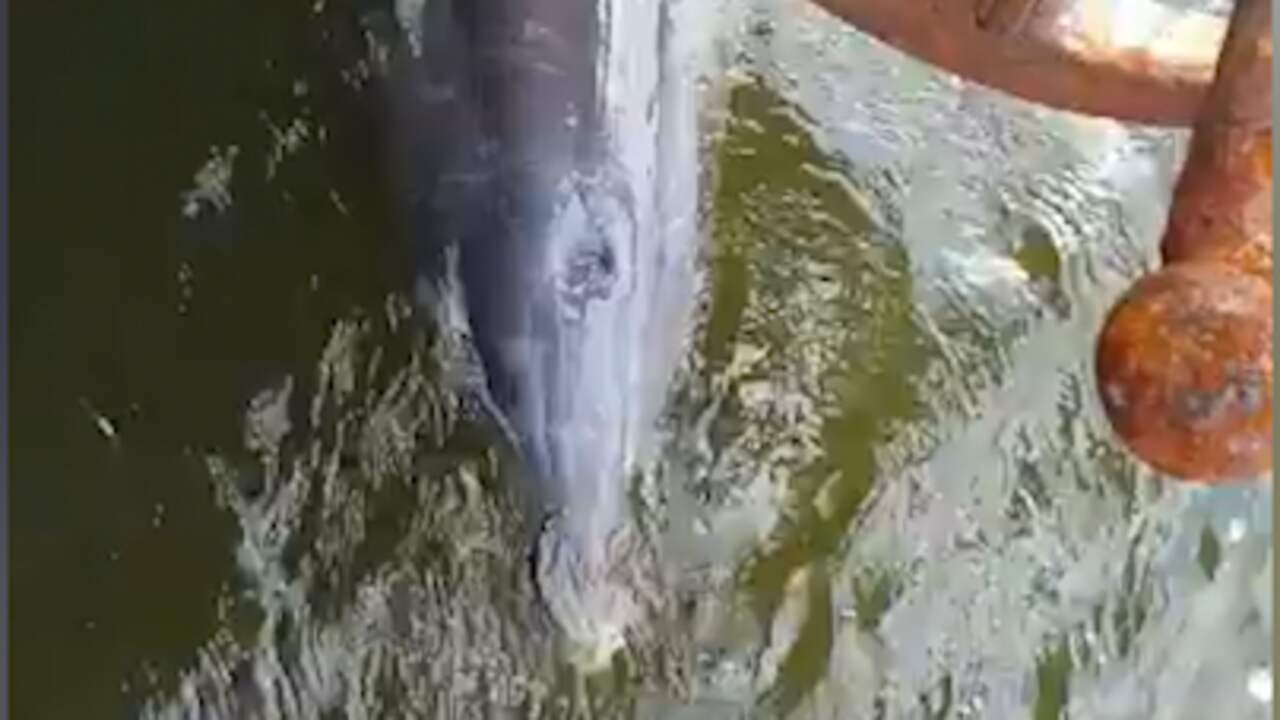 Beeld uit video: Dolfijn zwemt in Amsterdamse haven