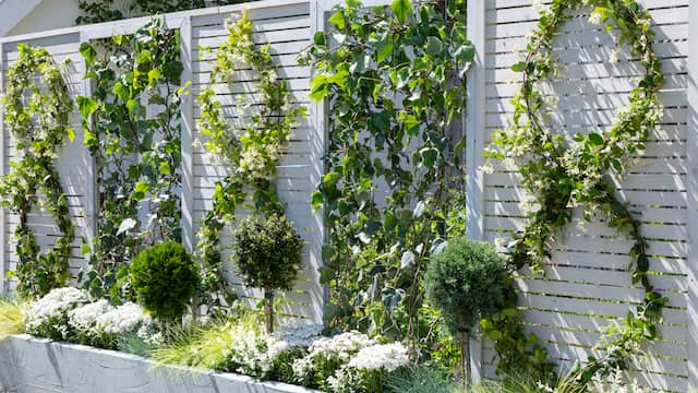 Zorg voor een groene muur tegen de schutting.