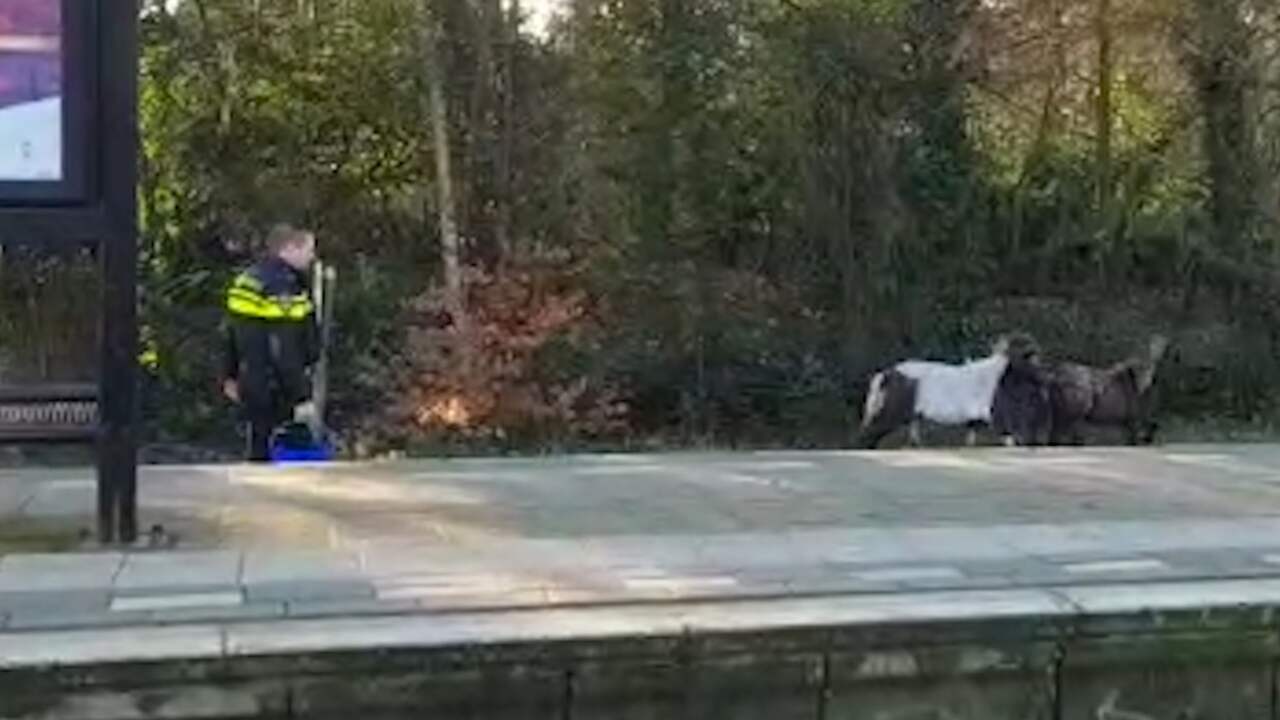 Agenten proberen loslopende pony's te vangen
