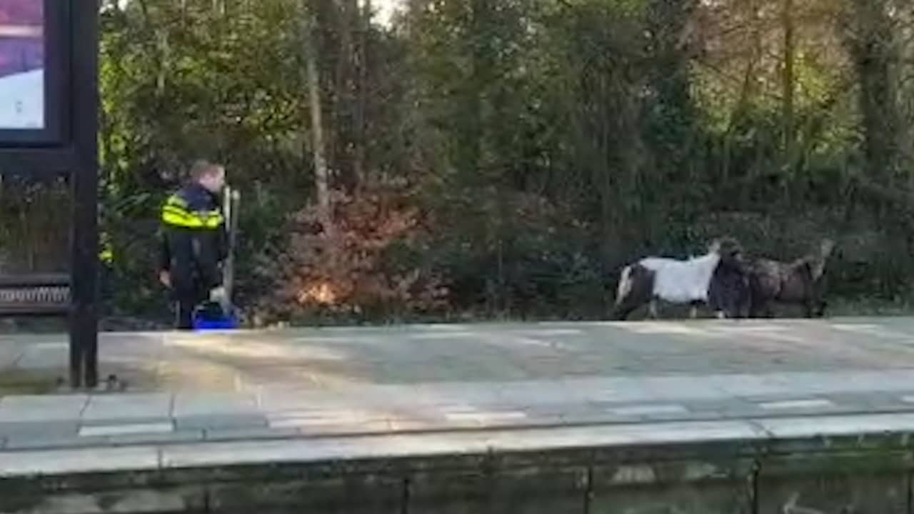 Beeld uit video: Agenten proberen loslopende pony's station Ommen te vangen