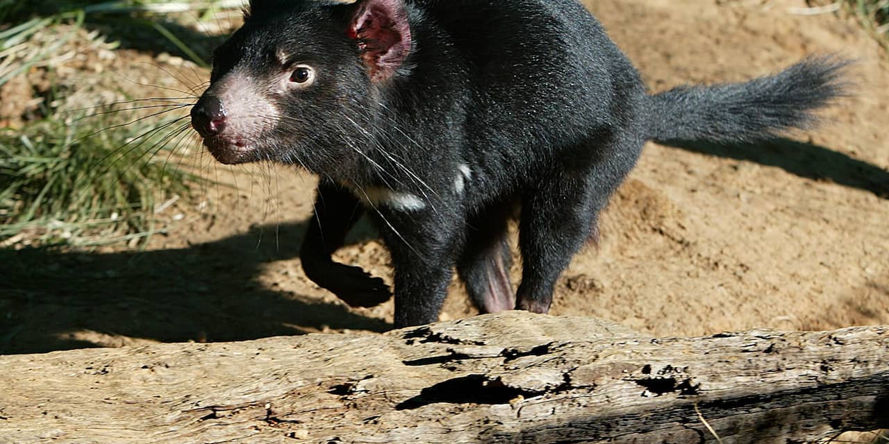 Australische onderzoekers vinden gezonde Tasmaanse duivels 