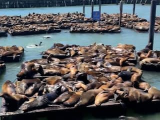 Populatie zeeleeuwen explodeert op pier in San Francisco