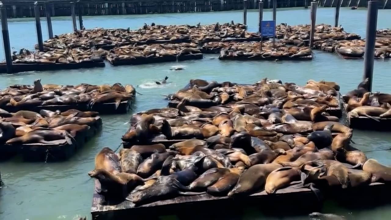Beeld uit video: Populatie zeeleeuwen explodeert op pier in San Francisco