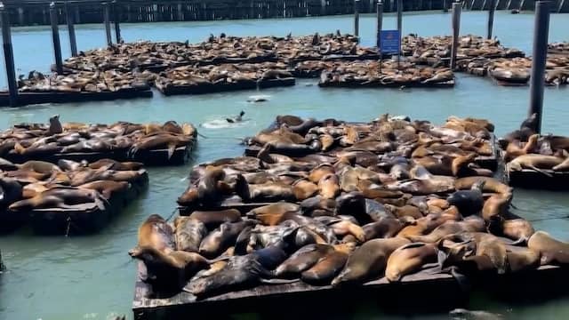 Populatie zeeleeuwen explodeert op pier in San Francisco