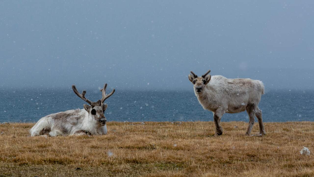 Il numero di renne cresce vicino al Polo Nord dopo aver mangiato un robusto filo d’erba |  scienza