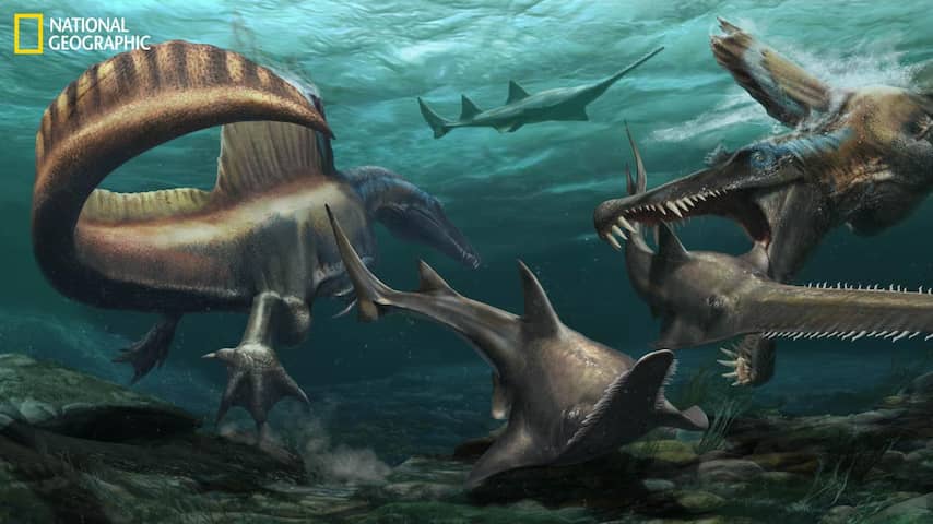 Voor het eerst bewijs gevonden voor dinosauriër die kon zwemmen