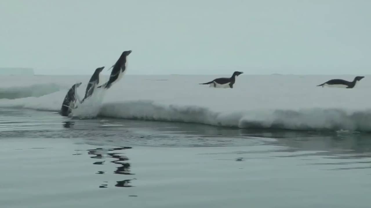 IJsberg bedreigt voortbestaan pinguïnkolonie op Antarctica