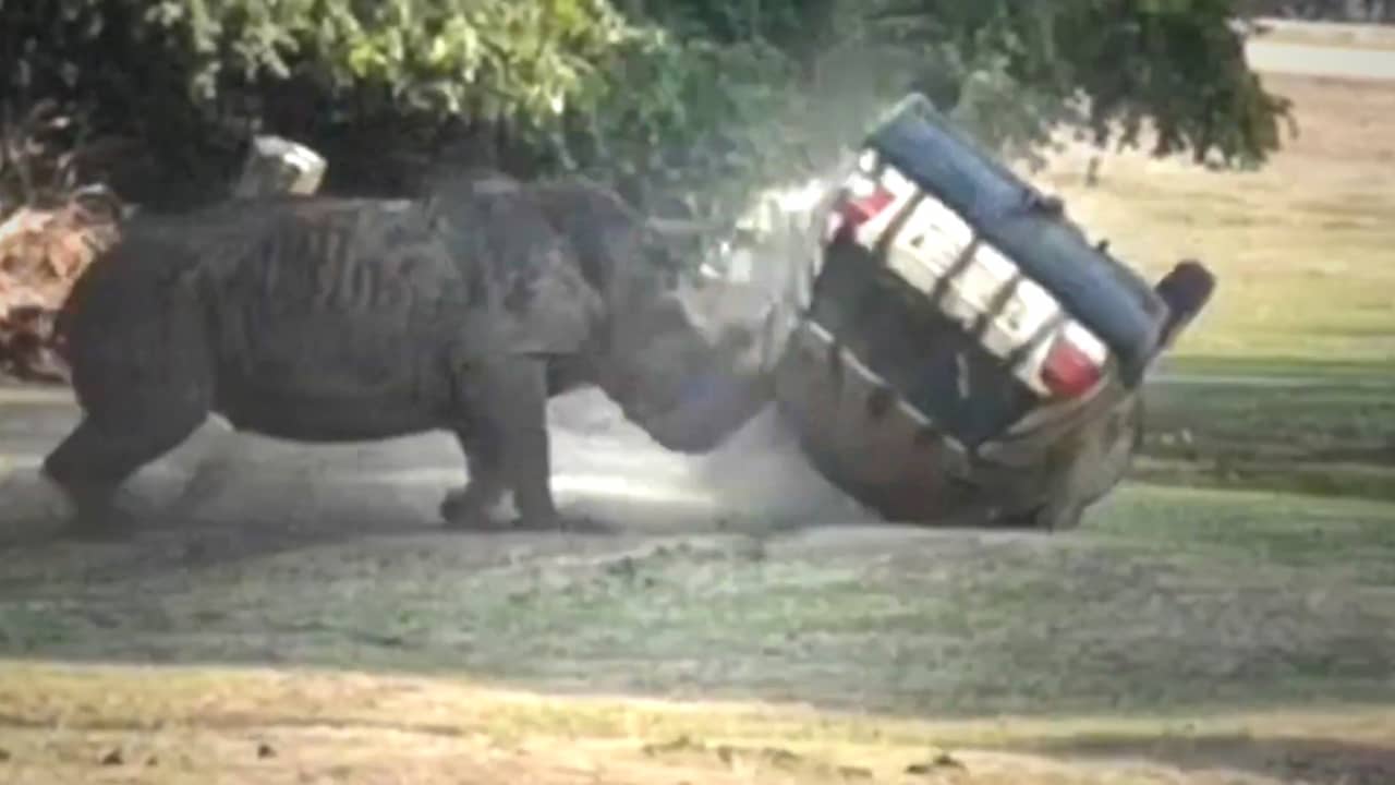 Beeld uit video: Neushoorn ramt auto van verzorger in Duits safaripark