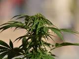 Grootste bierbrouwer gaat samenwerken met cannabisproducent