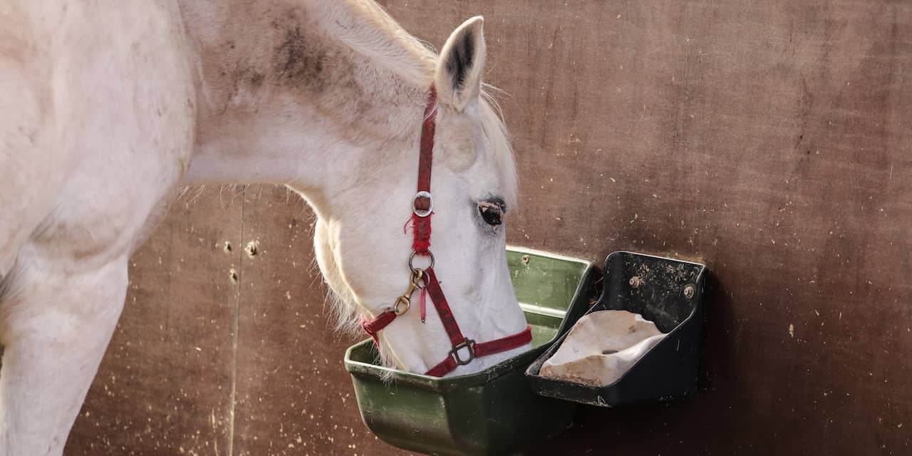 Grote Groep Verwaarloosde Dieren In Beslag Genomen Bij Bedrijf In ...