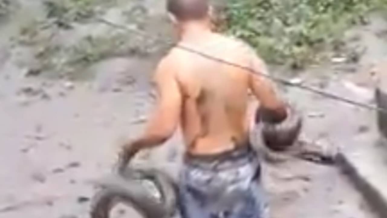 Beeld uit video: Tuinman schudt twee pythons uit boom op de Filipijnen