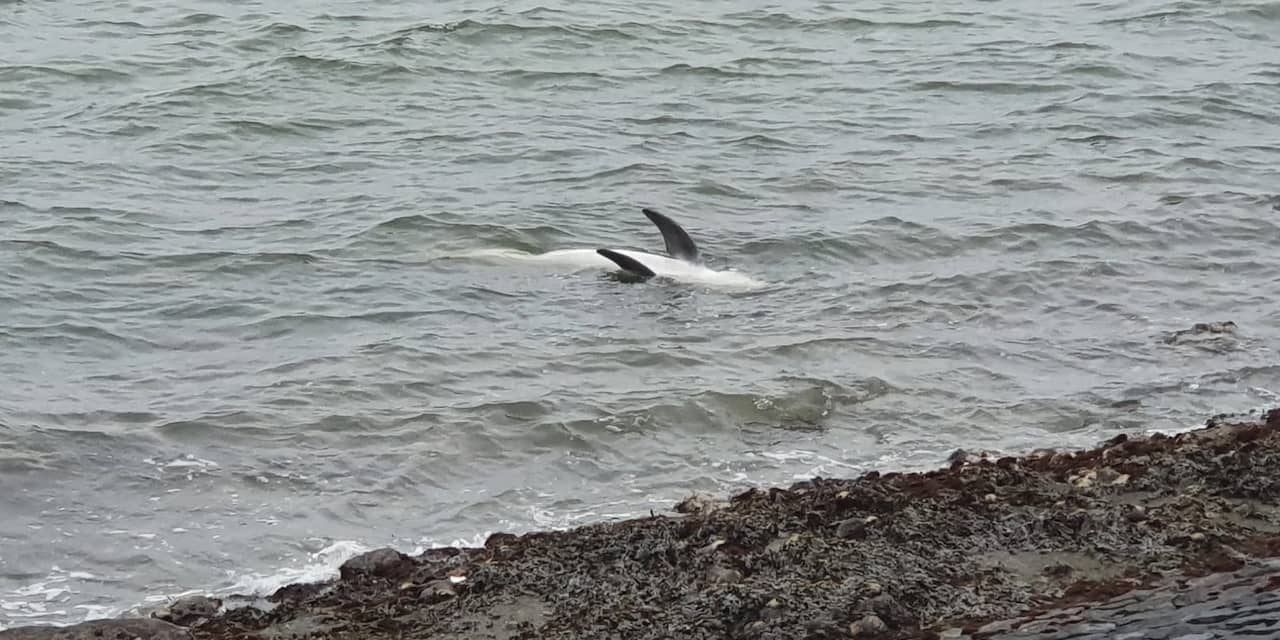 Zeldzame dolfijn die rondzwom in Oosterschelde dood aangetroffen