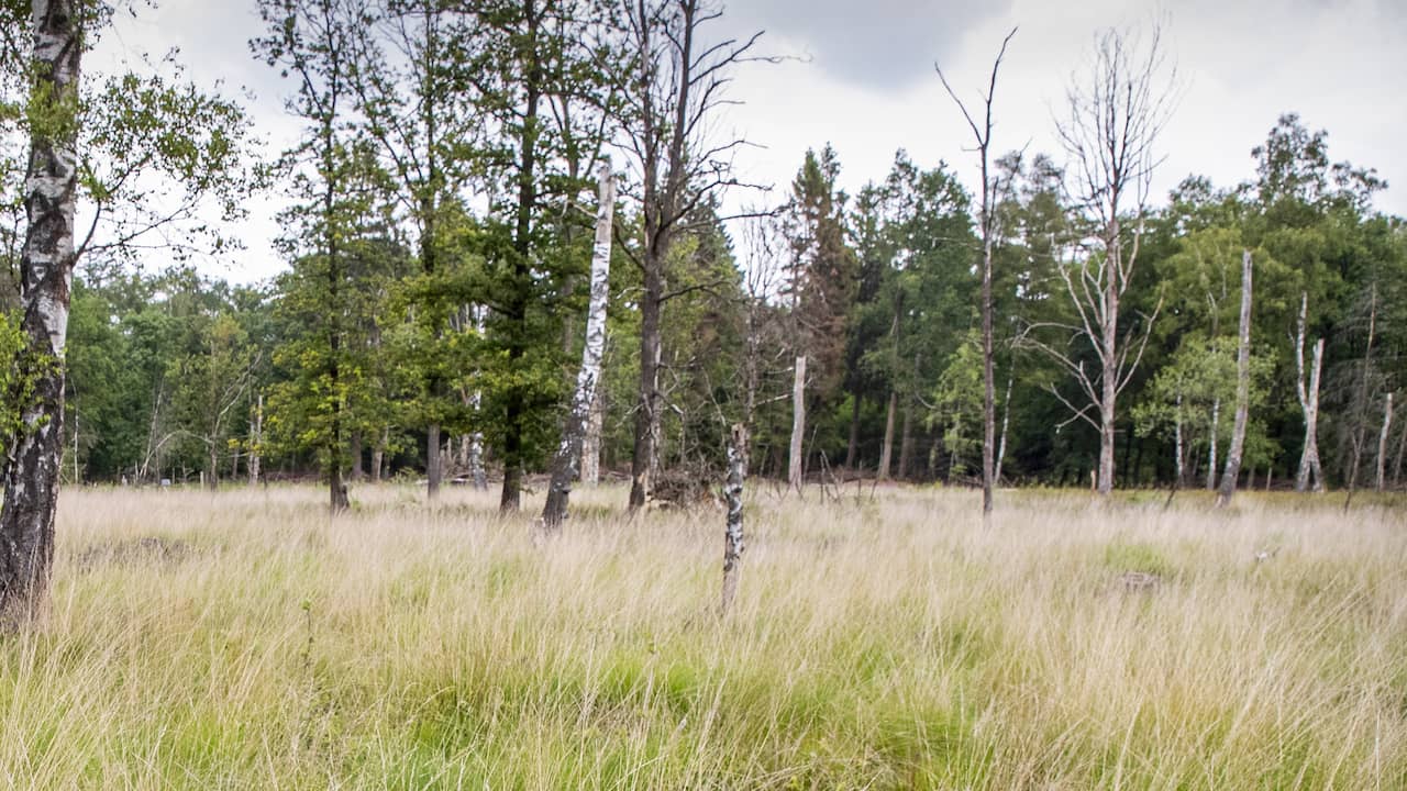 Veluwe reçoit des dizaines de milliers de jeunes arbres pour étudier les sols acidifiés |  Science