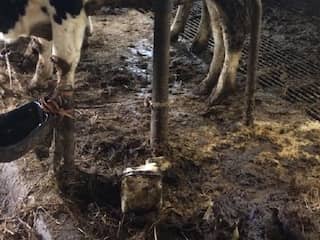 Toezichthouder haalt 59 verwaarloosde runderen weg bij Friese veehouder