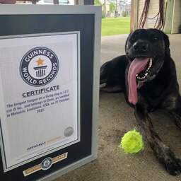 Hond met langste tong ter wereld krijgt plek in Guinness Book of Records