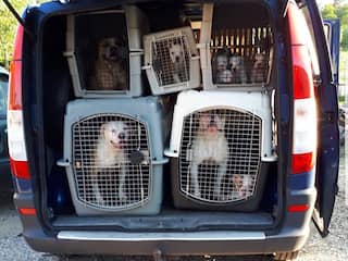 Politie treft 47 verwaarloosde honden aan in bedrijfspand Hof van Twente