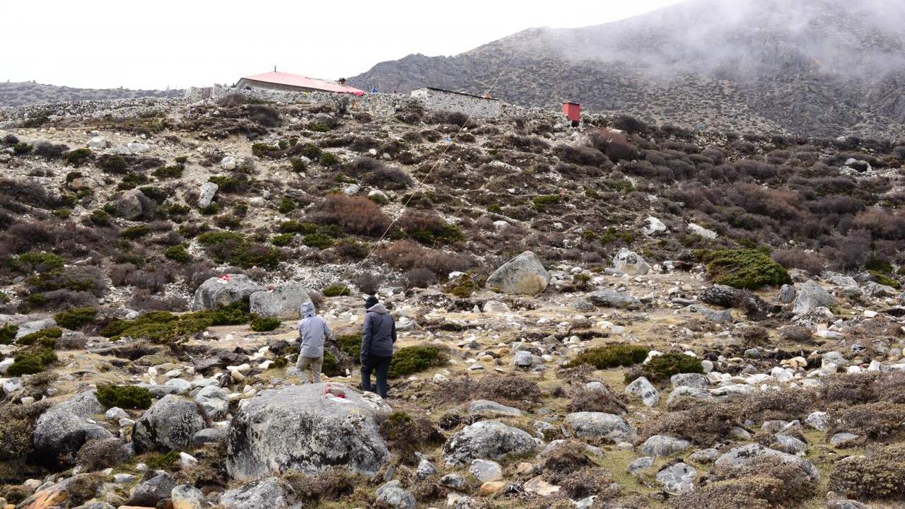 Plant life is rampant on the flanks of Mount Everest due to global