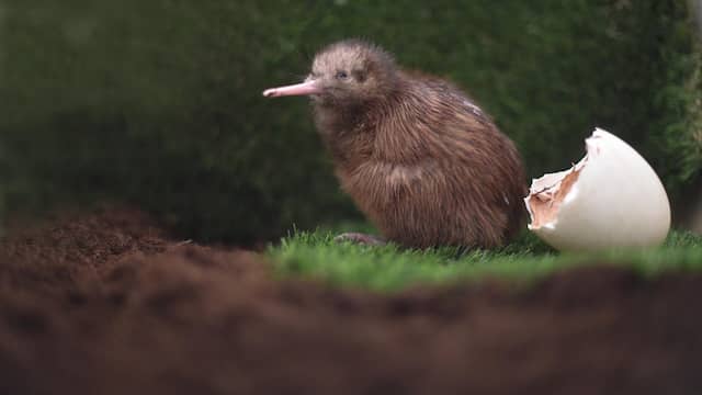 Fraude ten gunste van grijze kiwi ontdekt bij Vogel van het Jaar-verkiezing