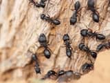 Onderzoekers trainen mieren om kankercellen in urine te 'ruiken'