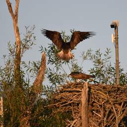 Eind goed, al goed voor visarend uit de Biesbosch na emotionele achtbaan
