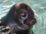 Russische biologen bezorgd om raadselachtige dood van 140 zeehonden